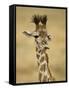 Masai Giraffe, Masai Mara Game Reserve, Kenya-Joe & Mary Ann McDonald-Framed Stretched Canvas