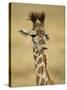 Masai Giraffe, Masai Mara Game Reserve, Kenya-Joe & Mary Ann McDonald-Stretched Canvas