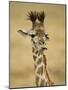 Masai Giraffe, Masai Mara Game Reserve, Kenya-Joe & Mary Ann McDonald-Mounted Photographic Print