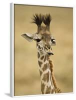 Masai Giraffe, Masai Mara Game Reserve, Kenya-Joe & Mary Ann McDonald-Framed Photographic Print