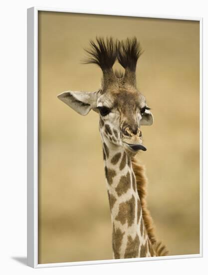 Masai Giraffe, Masai Mara Game Reserve, Kenya-Joe & Mary Ann McDonald-Framed Photographic Print