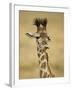 Masai Giraffe, Masai Mara Game Reserve, Kenya-Joe & Mary Ann McDonald-Framed Photographic Print