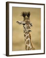 Masai Giraffe, Masai Mara Game Reserve, Kenya-Joe & Mary Ann McDonald-Framed Photographic Print