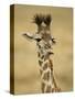 Masai Giraffe, Masai Mara Game Reserve, Kenya-Joe & Mary Ann McDonald-Stretched Canvas