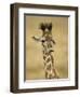 Masai Giraffe, Masai Mara Game Reserve, Kenya-Joe & Mary Ann McDonald-Framed Photographic Print