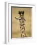 Masai Giraffe, Masai Mara Game Reserve, Kenya-Joe & Mary Ann McDonald-Framed Photographic Print