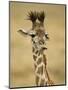 Masai Giraffe, Masai Mara Game Reserve, Kenya-Joe & Mary Ann McDonald-Mounted Photographic Print