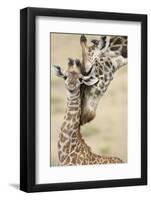 Masai giraffe mother nuzzling baby, Masai Mara, Kenya-Mary McDonald-Framed Photographic Print