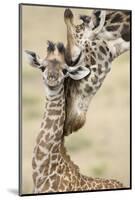 Masai giraffe mother nuzzling baby, Masai Mara, Kenya-Mary McDonald-Mounted Photographic Print