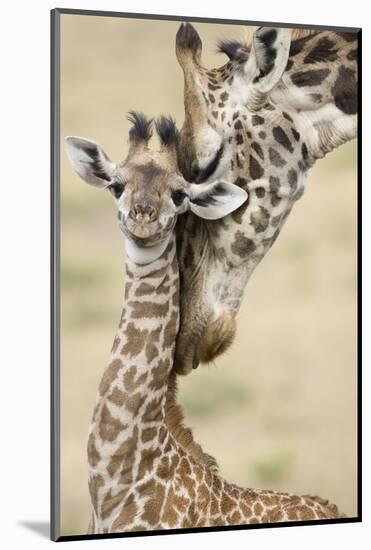 Masai giraffe mother nuzzling baby, Masai Mara, Kenya-Mary McDonald-Mounted Photographic Print