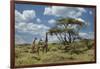 Masai giraffe, Ngorongoro Conservation Area, World Heritage Site, Tanzania, Africa-Adam Jones-Framed Photographic Print