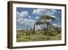 Masai giraffe, Ngorongoro Conservation Area, World Heritage Site, Tanzania, Africa-Adam Jones-Framed Photographic Print