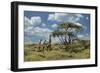 Masai giraffe, Ngorongoro Conservation Area, World Heritage Site, Tanzania, Africa-Adam Jones-Framed Photographic Print