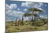 Masai giraffe, Ngorongoro Conservation Area, World Heritage Site, Tanzania, Africa-Adam Jones-Mounted Photographic Print