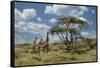 Masai giraffe, Ngorongoro Conservation Area, World Heritage Site, Tanzania, Africa-Adam Jones-Framed Stretched Canvas