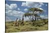 Masai giraffe, Ngorongoro Conservation Area, World Heritage Site, Tanzania, Africa-Adam Jones-Stretched Canvas