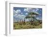 Masai giraffe, Ngorongoro Conservation Area, World Heritage Site, Tanzania, Africa-Adam Jones-Framed Photographic Print