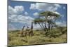 Masai giraffe, Ngorongoro Conservation Area, World Heritage Site, Tanzania, Africa-Adam Jones-Mounted Photographic Print