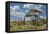 Masai giraffe, Ngorongoro Conservation Area, World Heritage Site, Tanzania, Africa-Adam Jones-Framed Stretched Canvas