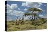 Masai giraffe, Ngorongoro Conservation Area, World Heritage Site, Tanzania, Africa-Adam Jones-Stretched Canvas