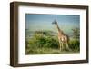 Masai Giraffe Stands by Bushes in Sunshine-nwdph-Framed Photographic Print