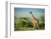 Masai Giraffe Stands by Bushes in Sunshine-nwdph-Framed Photographic Print