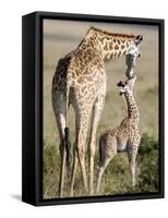 Masai Giraffe with its Calf, Masai Mara National Reserve, Kenya-null-Framed Stretched Canvas