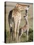 Masai Giraffe with its Calf, Masai Mara National Reserve, Kenya-null-Stretched Canvas