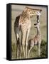 Masai Giraffe with its Calf, Masai Mara National Reserve, Kenya-null-Framed Stretched Canvas