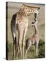 Masai Giraffe with its Calf, Masai Mara National Reserve, Kenya-null-Stretched Canvas