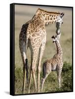 Masai Giraffe with its Calf, Masai Mara National Reserve, Kenya-null-Framed Stretched Canvas