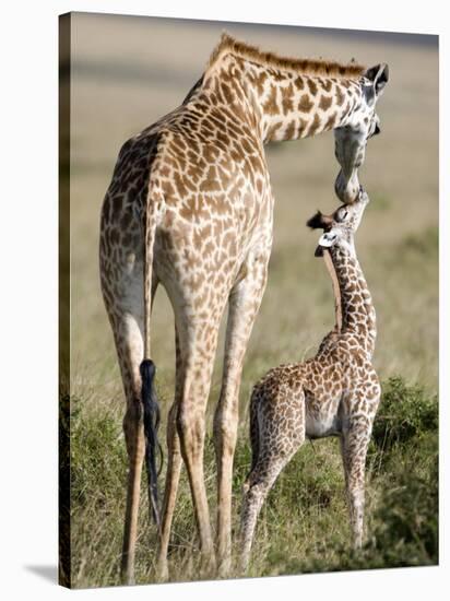 Masai Giraffe with its Calf, Masai Mara National Reserve, Kenya-null-Stretched Canvas