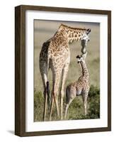 Masai Giraffe with its Calf, Masai Mara National Reserve, Kenya-null-Framed Photographic Print