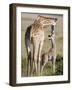 Masai Giraffe with its Calf, Masai Mara National Reserve, Kenya-null-Framed Photographic Print