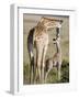 Masai Giraffe with its Calf, Masai Mara National Reserve, Kenya-null-Framed Photographic Print