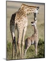 Masai Giraffe with its Calf, Masai Mara National Reserve, Kenya-null-Mounted Photographic Print