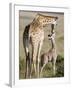 Masai Giraffe with its Calf, Masai Mara National Reserve, Kenya-null-Framed Photographic Print