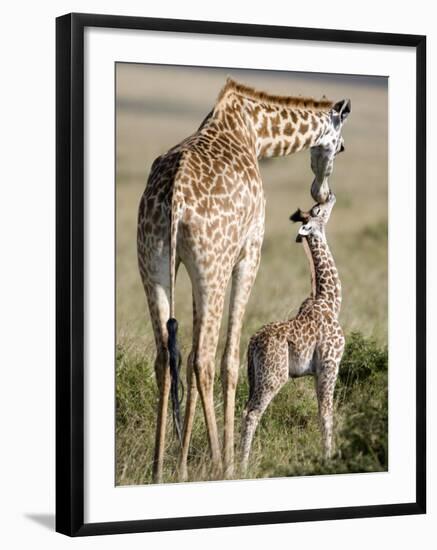 Masai Giraffe with its Calf, Masai Mara National Reserve, Kenya-null-Framed Photographic Print