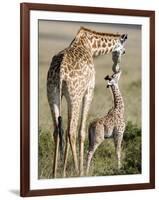 Masai Giraffe with its Calf, Masai Mara National Reserve, Kenya-null-Framed Photographic Print