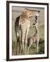 Masai Giraffe with its Calf, Masai Mara National Reserve, Kenya-null-Framed Photographic Print