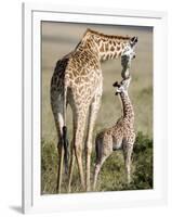 Masai Giraffe with its Calf, Masai Mara National Reserve, Kenya-null-Framed Photographic Print