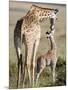 Masai Giraffe with its Calf, Masai Mara National Reserve, Kenya-null-Mounted Photographic Print