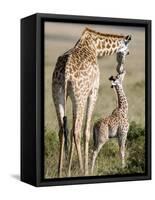 Masai Giraffe with its Calf, Masai Mara National Reserve, Kenya-null-Framed Stretched Canvas