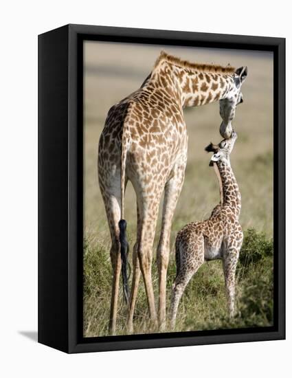 Masai Giraffe with its Calf, Masai Mara National Reserve, Kenya-null-Framed Stretched Canvas