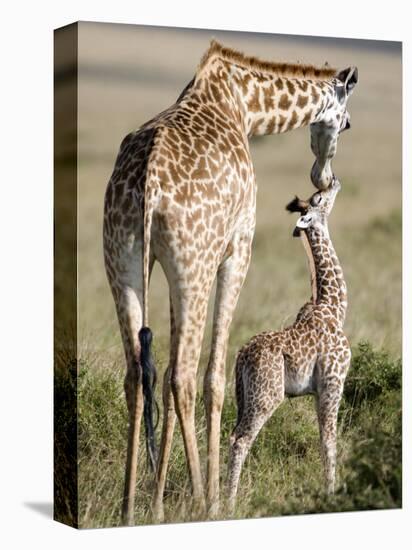 Masai Giraffe with its Calf, Masai Mara National Reserve, Kenya-null-Stretched Canvas