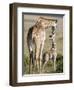 Masai Giraffe with its Calf, Masai Mara National Reserve, Kenya-null-Framed Premium Photographic Print