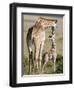 Masai Giraffe with its Calf, Masai Mara National Reserve, Kenya-null-Framed Premium Photographic Print