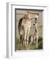 Masai Giraffe with its Calf, Masai Mara National Reserve, Kenya-null-Framed Premium Photographic Print