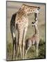 Masai Giraffe with its Calf, Masai Mara National Reserve, Kenya-null-Mounted Premium Photographic Print