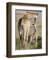 Masai Giraffe with its Calf, Masai Mara National Reserve, Kenya-null-Framed Photographic Print